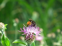 Pictures from summer-8