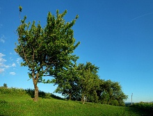 Trees, grass, blue sky in HDR