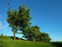 Trees, grass, blue sky in HDR