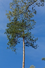 Сосна