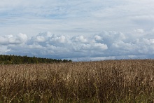 Поле