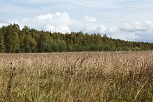 Поле-2