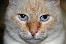 Кот Кеша
