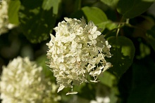 Цветок-7