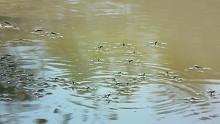 Водные пауки - Water spiders