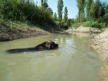 Кавказская овчарка (Floating Caucasian Shepherd Dog)