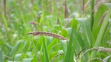 Кукуруза в природе (Corn in the nature)