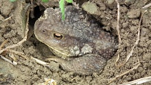 Жаба в своем домике (Toad in his house)