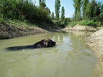 Кавказская овчарка (Floating Caucasian Shepherd Dog)