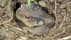 Жаба в своем домике (Toad in his house)