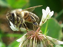 Пчела из семейства Мелиттиды (Bee Melittidae)