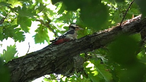 Дятел (Woodpecker)