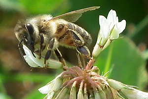 Пчела из семейства Мелиттиды (Bee Melittidae)...