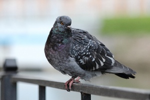 Голубь (Pigeon)