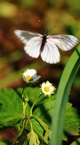 Цветок клубники и бабочка.